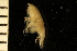  ( - ZMBN_126285)  @11 [ ] CreativeCommons - Attribution Non-Commercial Share-Alike (2018) University of Bergen Natural History Collections