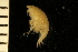  ( - ZMBN_126286)  @11 [ ] CreativeCommons - Attribution Non-Commercial Share-Alike (2018) University of Bergen Natural History Collections