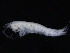  ( - ZMBN_126296)  @11 [ ] CreativeCommons - Attribution Non-Commercial Share-Alike (2018) University of Bergen Natural History Collections