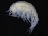  ( - ZMBN_126304)  @11 [ ] CreativeCommons - Attribution Non-Commercial Share-Alike (2018) University of Bergen Natural History Collections