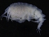  (Odius - ZMBN_126305)  @11 [ ] CreativeCommons - Attribution Non-Commercial Share-Alike (2018) University of Bergen Natural History Collections