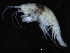  (Photis cf. tenuimanus - ZMBN_126309)  @11 [ ] CreativeCommons - Attribution Non-Commercial Share-Alike (2018) University of Bergen Natural History Collections