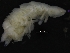  (Ilyarachna bicornis - ZMBN_126335)  @11 [ ] CreativeCommons - Attribution Non-Commercial Share-Alike (2018) University of Bergen Natural History Collections