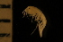  (Rhachotropis cf. lomonosovi - ZMBN_126345)  @11 [ ] CreativeCommons - Attribution Non-Commercial Share-Alike (2021) University of Bergen Natural History Collections