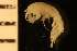  ( - ZMBN_126348)  @11 [ ] CreativeCommons - Attribution Non-Commercial Share-Alike (2024) University of Bergen Natural History Collections
