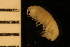  ( - ZMBN_126349)  @11 [ ] CreativeCommons - Attribution Non-Commercial Share-Alike (2025) University of Bergen Natural History Collections