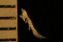  ( - ZMBN_126355)  @11 [ ] CreativeCommons - Attribution Non-Commercial Share-Alike (2031) University of Bergen Natural History Collections