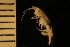  (Halirages cf. elegans - ZMBN_126359)  @11 [ ] CreativeCommons - Attribution Non-Commercial Share-Alike (2035) University of Bergen Natural History Collections