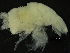 ( - ZMBN_126368)  @11 [ ] CreativeCommons - Attribution Non-Commercial Share-Alike (2019) University of Bergen Natural History Collections