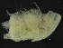  ( - ZMBN_126368)  @11 [ ] CreativeCommons - Attribution Non-Commercial Share-Alike (2019) University of Bergen Natural History Collections