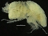  ( - ZMBN_126369)  @11 [ ] CreativeCommons - Attribution Non-Commercial Share-Alike (2019) University of Bergen Natural History Collections