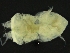  ( - ZMBN_126369)  @11 [ ] CreativeCommons - Attribution Non-Commercial Share-Alike (2019) University of Bergen Natural History Collections