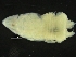  ( - ZMBN_126370)  @11 [ ] CreativeCommons - Attribution Non-Commercial Share-Alike (2019) University of Bergen Natural History Collections