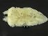  ( - ZMBN_126370)  @11 [ ] CreativeCommons - Attribution Non-Commercial Share-Alike (2019) University of Bergen Natural History Collections