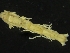  ( - ZMBN_126374)  @11 [ ] CreativeCommons - Attribution Non-Commercial Share-Alike (2019) University of Bergen Natural History Collections