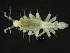  ( - ZMBN_126375)  @11 [ ] CreativeCommons - Attribution Non-Commercial Share-Alike (2019) University of Bergen Natural History Collections