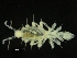  ( - ZMBN_126375)  @11 [ ] CreativeCommons - Attribution Non-Commercial Share-Alike (2019) University of Bergen Natural History Collections