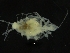  ( - ZMBN_126376)  @11 [ ] CreativeCommons - Attribution Non-Commercial Share-Alike (2019) University of Bergen Natural History Collections