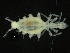  ( - ZMBN_126377)  @11 [ ] CreativeCommons - Attribution Non-Commercial Share-Alike (2019) University of Bergen Natural History Collections