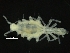  ( - ZMBN_126377)  @11 [ ] CreativeCommons - Attribution Non-Commercial Share-Alike (2019) University of Bergen Natural History Collections
