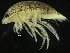  ( - ZMBN_126389)  @11 [ ] CreativeCommons - Attribution Non-Commercial Share-Alike (2019) University of Bergen Natural History Collections