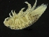  ( - ZMBN_126389)  @11 [ ] CreativeCommons - Attribution Non-Commercial Share-Alike (2019) University of Bergen Natural History Collections
