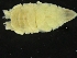  ( - ZMBN_126392)  @11 [ ] CreativeCommons - Attribution Non-Commercial Share-Alike (2019) University of Bergen Natural History Collections