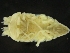  ( - ZMBN_126392)  @11 [ ] CreativeCommons - Attribution Non-Commercial Share-Alike (2019) University of Bergen Natural History Collections
