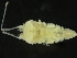  ( - ZMBN_126393)  @11 [ ] CreativeCommons - Attribution Non-Commercial Share-Alike (2019) University of Bergen Natural History Collections
