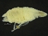  ( - ZMBN_126394)  @11 [ ] CreativeCommons - Attribution Non-Commercial Share-Alike (2019) University of Bergen Natural History Collections