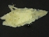  (Ilyarachna dubia - ZMBN_126394)  @11 [ ] CreativeCommons - Attribution Non-Commercial Share-Alike (2019) University of Bergen Natural History Collections