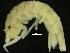  ( - ZMBN_126397)  @11 [ ] CreativeCommons - Attribution Non-Commercial Share-Alike (2019) University of Bergen Natural History Collections