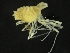  ( - ZMBN_126404)  @11 [ ] CreativeCommons - Attribution Non-Commercial Share-Alike (2019) University of Bergen Natural History Collections