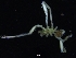  ( - ZMBN_126614)  @11 [ ] CreativeCommons - Attribution Non-Commercial Share-Alike (2019) University of Bergen Natural History Collections