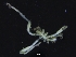  ( - ZMBN_126614)  @11 [ ] CreativeCommons - Attribution Non-Commercial Share-Alike (2019) University of Bergen Natural History Collections