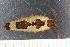  ( - ZMBN_130347)  @11 [ ] CreativeCommons - Attribution Non-Commercial Share-Alike (2019) University of Bergen Natural History Collections