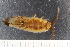  ( - ZMBN_130347)  @11 [ ] CreativeCommons - Attribution Non-Commercial Share-Alike (2019) University of Bergen Natural History Collections