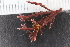  ( - ZMBN_130376)  @11 [ ] CreativeCommons - Attribution Non-Commercial Share-Alike (2019) University of Bergen Natural History Collections