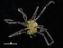  ( - ZMBN_130376)  @11 [ ] CreativeCommons - Attribution Non-Commercial Share-Alike (2019) University of Bergen Natural History Collections