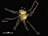  ( - ZMBN_130376)  @11 [ ] CreativeCommons - Attribution Non-Commercial Share-Alike (2019) University of Bergen Natural History Collections
