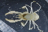  (Axiidae - ZMBN_98406)  @15 [ ] CreativeCommons - Attribution Non-Commercial Share-Alike (2015) University of Bergen University of Bergen, Natural History Collection