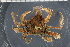  ( - ZMBN_98412)  @13 [ ] CreativeCommons - Attribution Non-Commercial Share-Alike (2015) University of Bergen University of Bergen, Natural History Collection