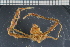  ( - ZMBN_98413)  @11 [ ] CreativeCommons - Attribution Non-Commercial Share-Alike (2015) University of Bergen University of Bergen, Natural History Collection