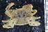 ( - ZMBN_98420)  @11 [ ] CreativeCommons - Attribution Non-Commercial Share-Alike (2015) University of Bergen University of Bergen, Natural History Collection