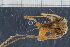  (Macropodia - ZMBN_98425)  @14 [ ] CreativeCommons - Attribution Non-Commercial Share-Alike (2015) University of Bergen University of Bergen, Natural History Collection