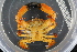  ( - ZMBN_98431)  @14 [ ] CreativeCommons - Attribution Non-Commercial Share-Alike (2015) University of Bergen University of Bergen, Natural History Collection