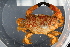  ( - ZMBN_98432)  @14 [ ] CreativeCommons - Attribution Non-Commercial Share-Alike (2015) University of Bergen University of Bergen, Natural History Collection