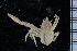  ( - ZMBN_98434)  @11 [ ] CreativeCommons - Attribution Non-Commercial Share-Alike (2015) University of Bergen University of Bergen, Natural History Collection