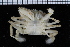  ( - ZMBN_98461)  @13 [ ] CreativeCommons - Attribution Non-Commercial Share-Alike (2015) University of Bergen University of Bergen, Natural History Collection