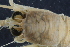  ( - ZMBN_98471)  @11 [ ] CreativeCommons - Attribution Non-Commercial Share-Alike (2015) University of Bergen University of Bergen, Natural History Collection